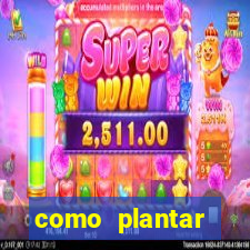 como plantar gergelim no vaso