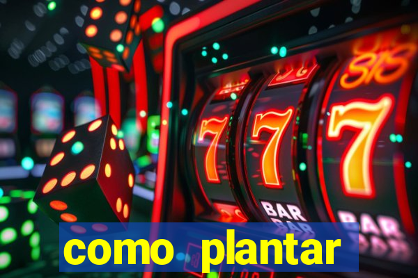 como plantar gergelim no vaso