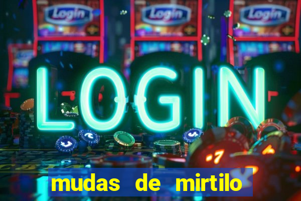 mudas de mirtilo em porto alegre