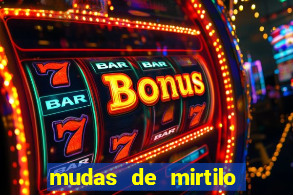 mudas de mirtilo em porto alegre