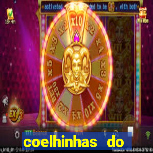 coelhinhas do brasil recife