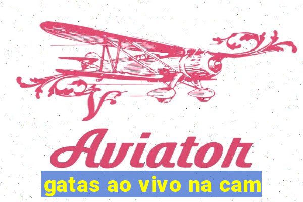 gatas ao vivo na cam