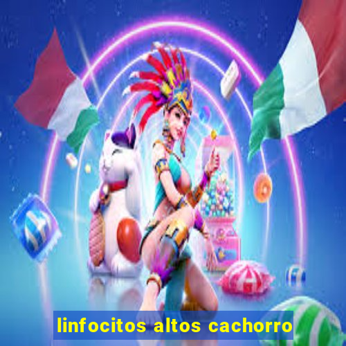 linfocitos altos cachorro