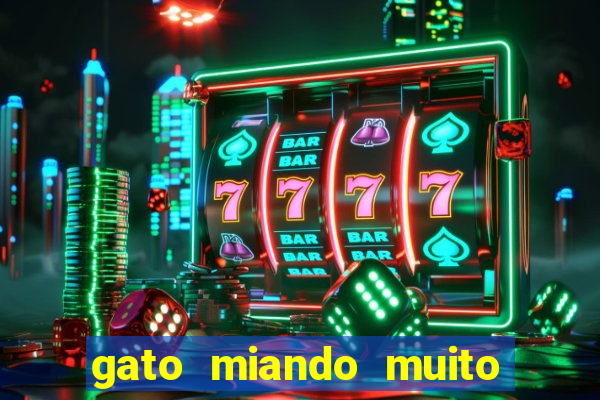gato miando muito a noite o que fazer
