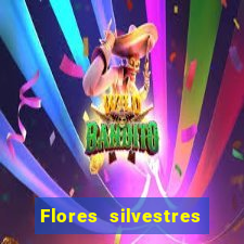 Flores silvestres brasileiras brasileiras flores silvestres nomes e imagens