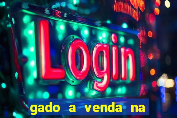 gado a venda na bahia olx