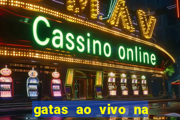 gatas ao vivo na web cam