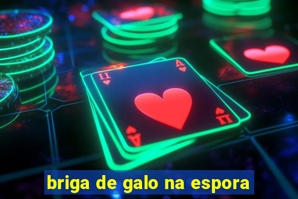 briga de galo na espora