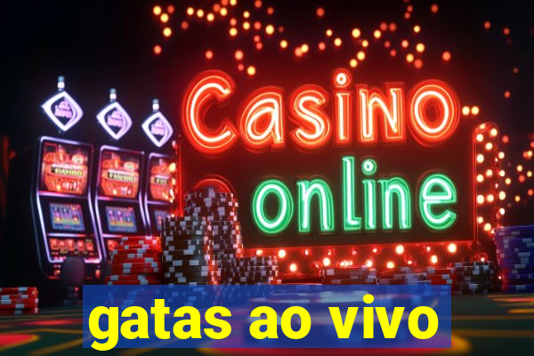 gatas ao vivo