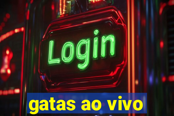 gatas ao vivo