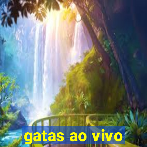 gatas ao vivo