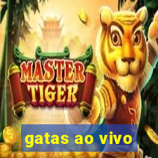 gatas ao vivo