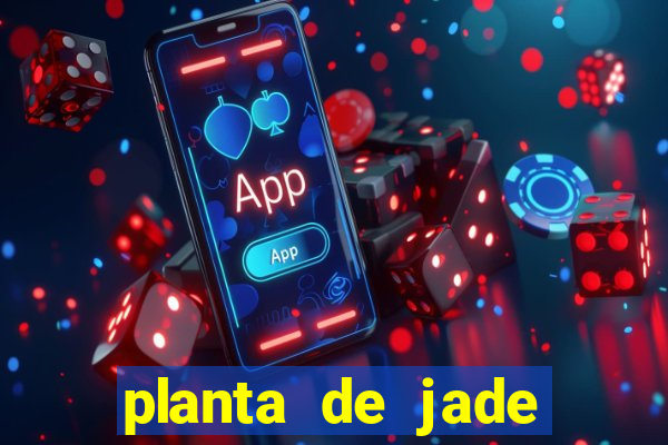 planta de jade significado espiritual