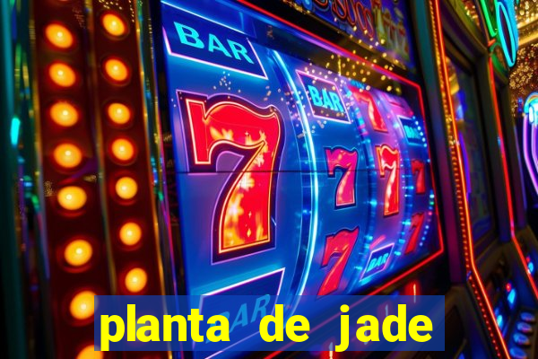 planta de jade significado espiritual