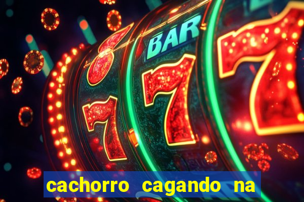 cachorro cagando na camisa do corinthians